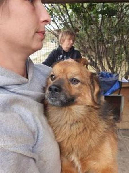 BARLEY-zuckersüßer Rüde, 32 cm