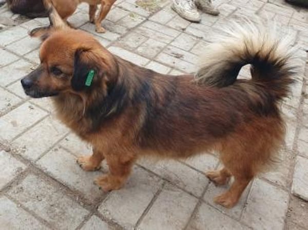 BARLEY-zuckersüßer Rüde, 32 cm