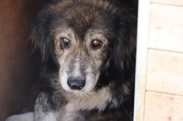 Yamka - sucht dringend ein Zuhause