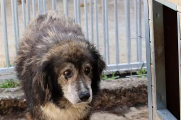 Yamka - sucht dringend ein Zuhause