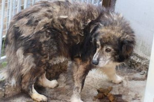 Yamka - sucht dringend ein Zuhause