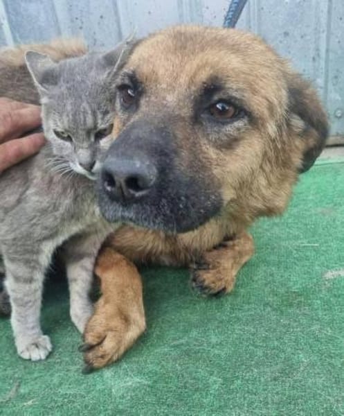 Track wartet bei 57572 Niederfischbach