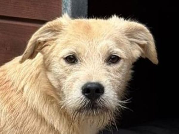 BARNY-zuckersüßer Jung-Rüde, 44 cm(w)