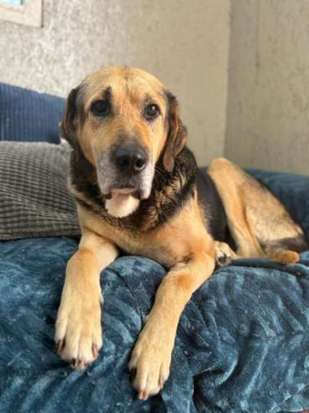 Senior Bodo sucht sein Glück