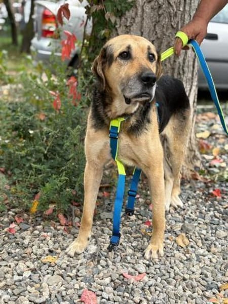 Senior Bodo sucht sein Glück