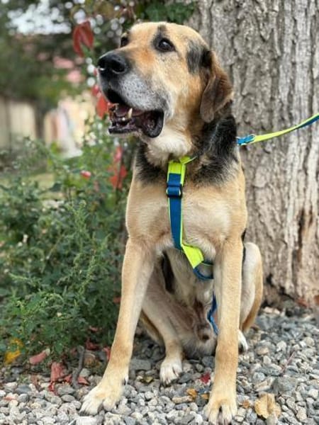 Senior Bodo sucht sein Glück