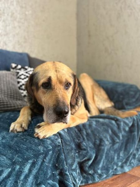 Senior Bodo sucht sein Glück