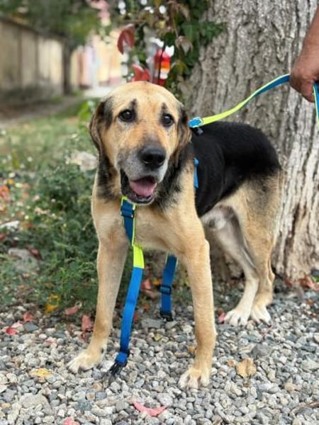 Senior Bodo sucht sein Glück