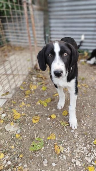 Rex wartet auf eine Familie