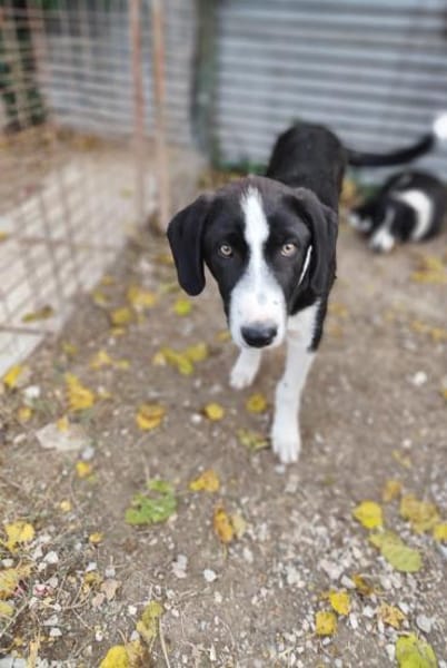 Rex wartet auf eine Familie