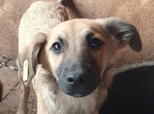 LUKE-süßer,zutraulicher Jung-Rüde,40cm(w