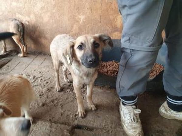 LUKE-süßer,zutraulicher Jung-Rüde,40cm(w