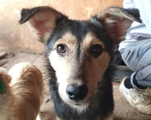 MARIE-bezaubernde Jung-Hündin, 45 cm