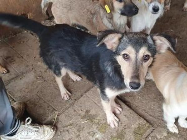 MARIE-bezaubernde Jung-Hündin, 45 cm