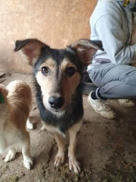 MARIE-bezaubernde Jung-Hündin, 45 cm