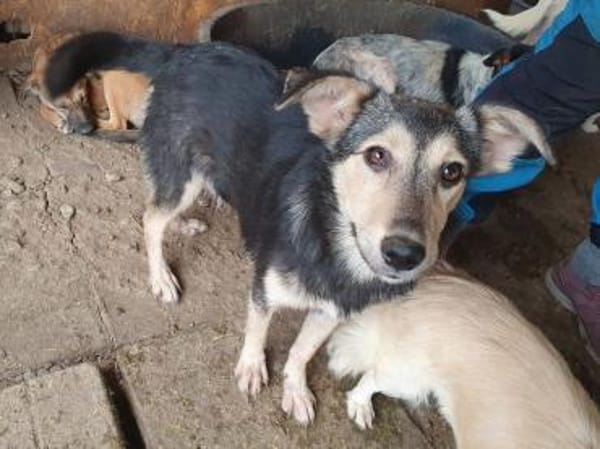 MARIE-bezaubernde Jung-Hündin, 45 cm