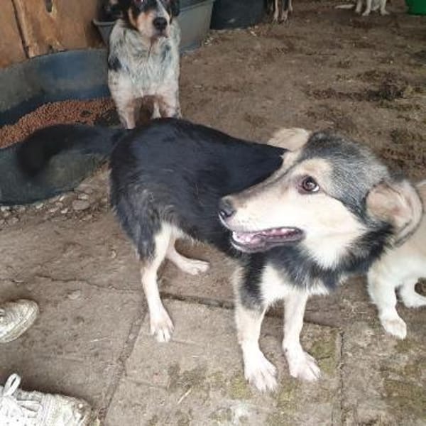 MARIE-bezaubernde Jung-Hündin, 45 cm