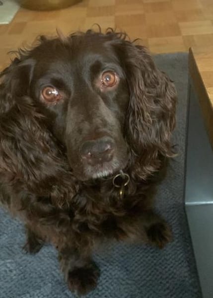 Moka sucht Herzensmenschen