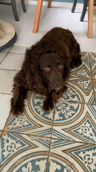 Moka sucht Herzensmenschen