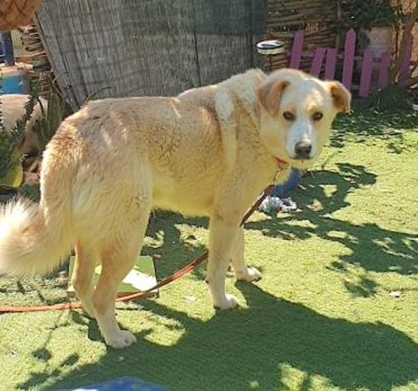 RENO- FREUND FÜRS LEBEN