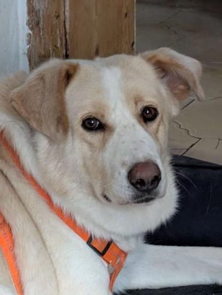 RENO- FREUND FÜRS LEBEN