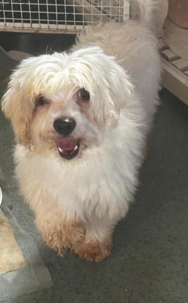 Wer schenkt der lieben Zemi ein Zuhause?