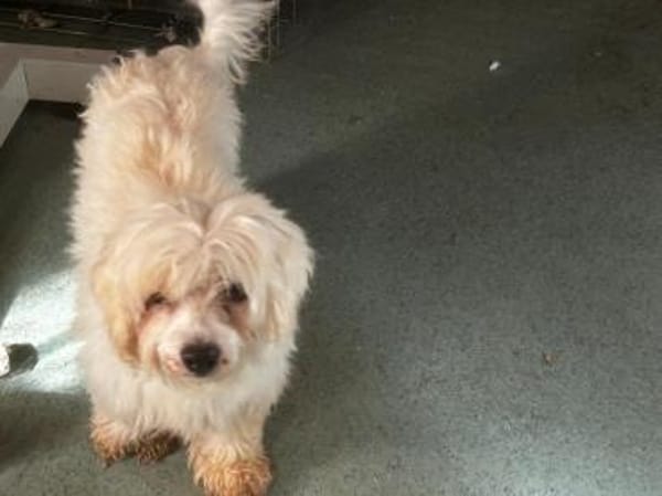 Wer schenkt der lieben Zemi ein Zuhause?