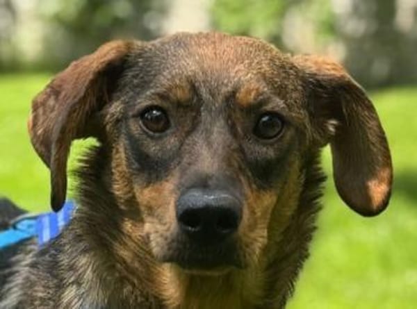 FABIENNE-rmenschenbezogene Hündin, 53 cm