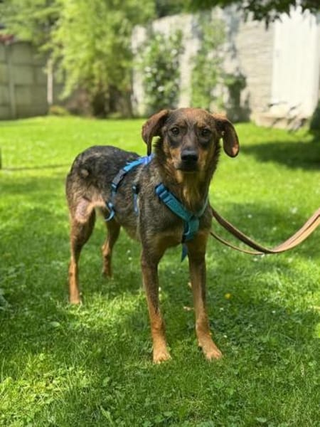 FABIENNE-rmenschenbezogene Hündin, 53 cm