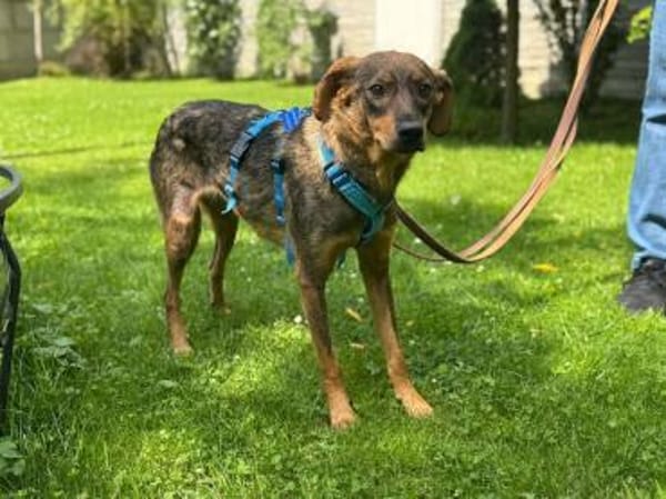 FABIENNE-rmenschenbezogene Hündin, 53 cm