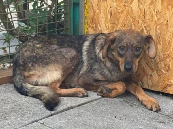 FABIENNE-rmenschenbezogene Hündin, 53 cm