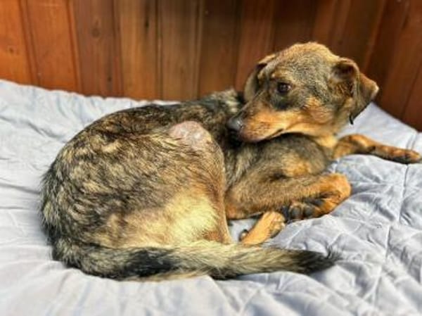 FABIENNE-rmenschenbezogene Hündin, 53 cm