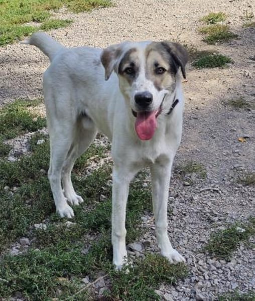 Maximus sucht erfahrene Menschen