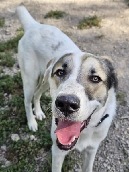 Maximus sucht erfahrene Menschen