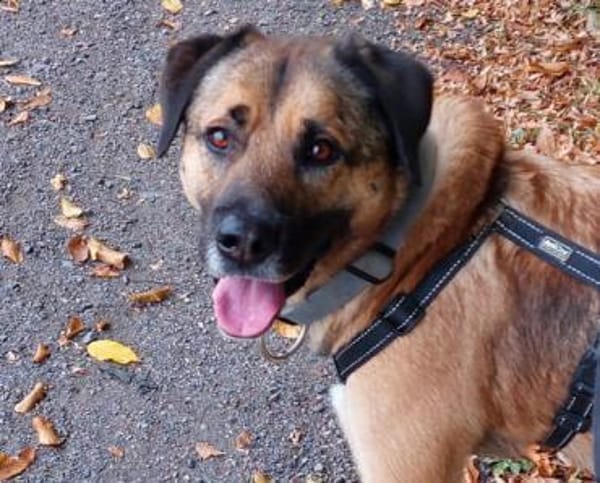 Twain sucht 2. Chance