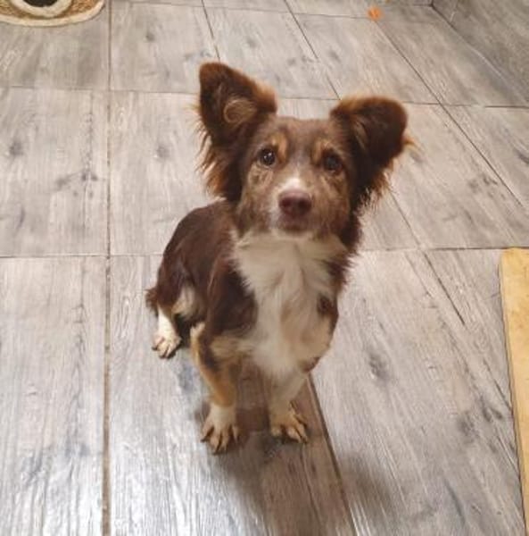 Kleiner süßer Feger