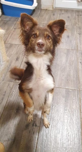 Kleiner süßer Feger