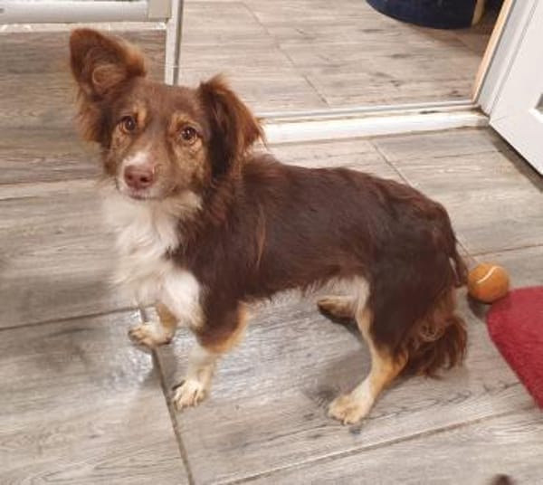 Kleiner süßer Feger