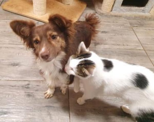 Kleiner süßer Feger