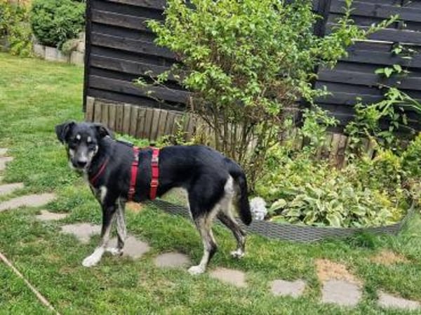 INKY-nette, wunderschöne J.-Hündin,58 cm