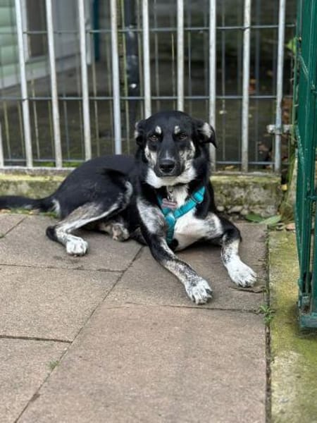 INKY-nette, wunderschöne J.-Hündin,58 cm