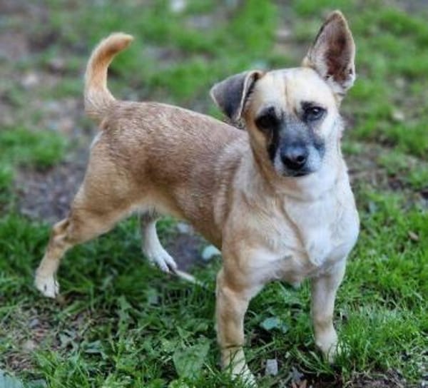 Kleine Hundedame REXINA