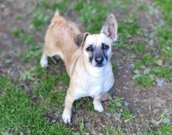 Kleine Hundedame REXINA