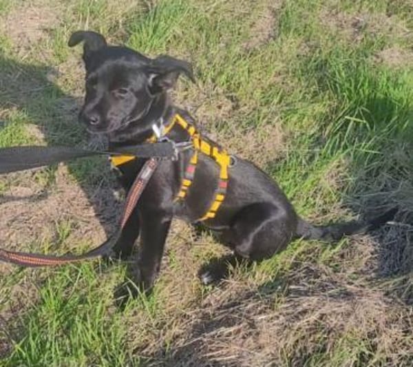 Welpe Nisha sucht ein Zuhause