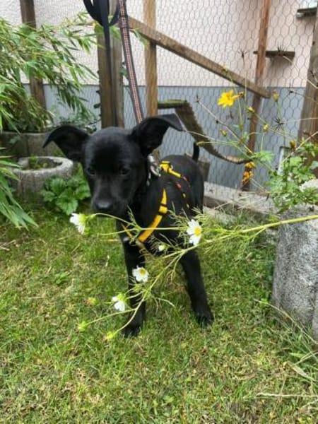 Welpe Nisha sucht ein Zuhause