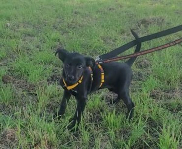 Welpe Nisha sucht ein Zuhause