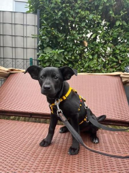 Welpe Nisha sucht ein Zuhause