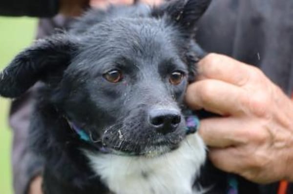 Tacio - goldiger, kleiner Rüde