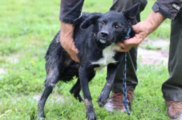 Tacio - goldiger, kleiner Rüde