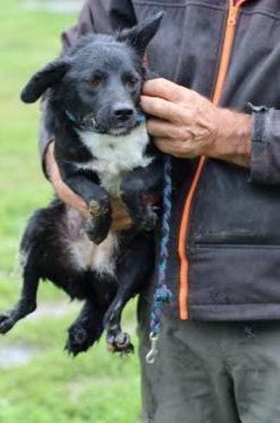 Tacio - goldiger, kleiner Rüde